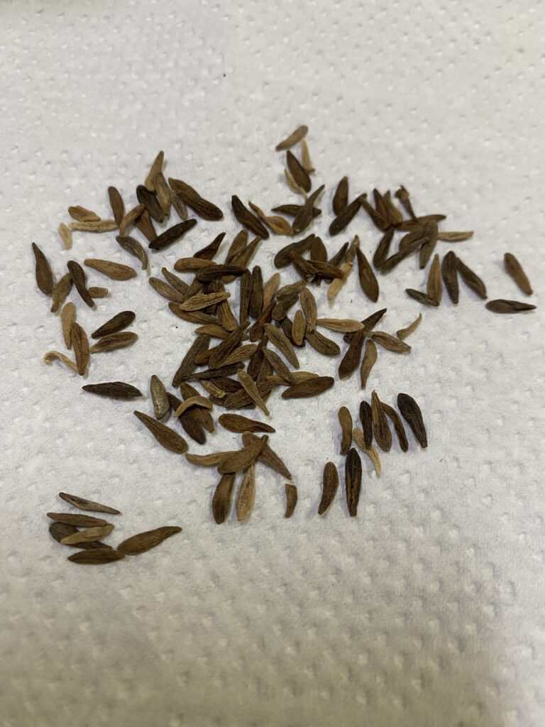 アンボンゲンセ種子 100粒