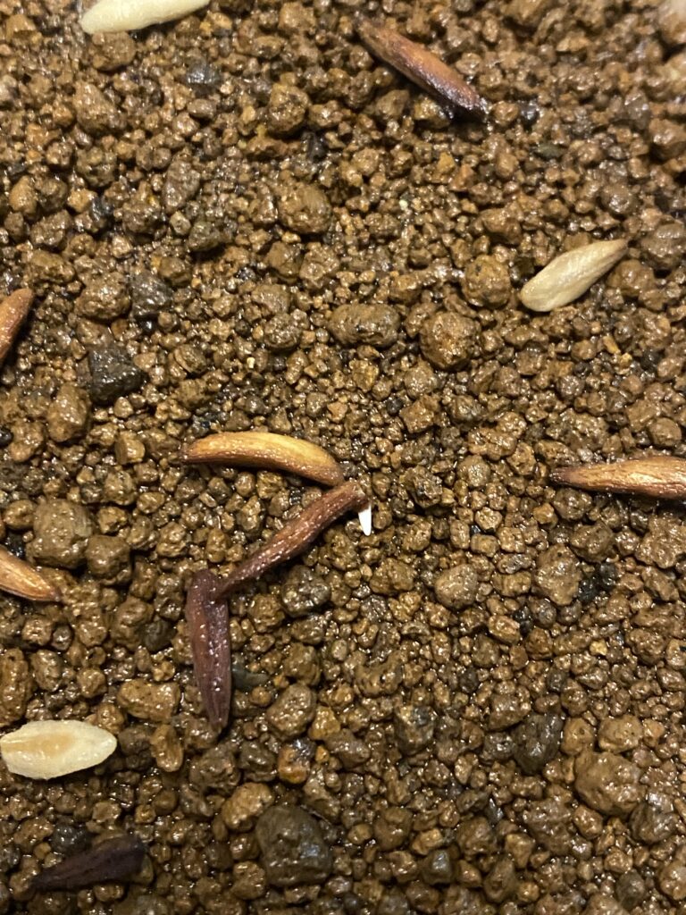 アンボンゲンセ 発芽の様子